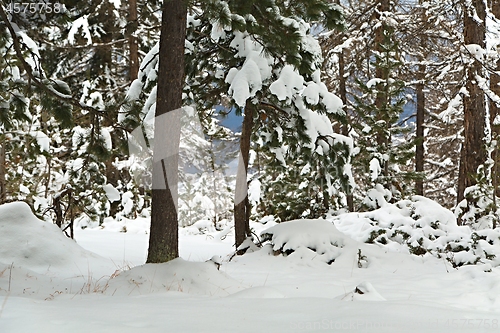 Image of Winter Snowy Landscape