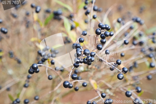 Image of wild privet fruits closeup