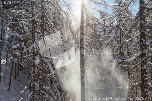 Image of Winter tree branches with fresh snow