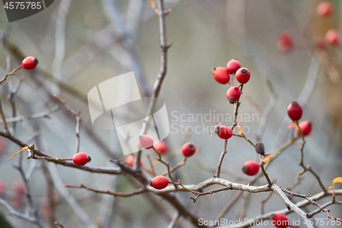 Image of Rosehips herb closeup