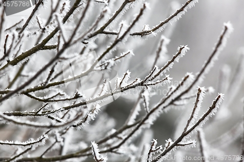 Image of Icy Frosted Branches