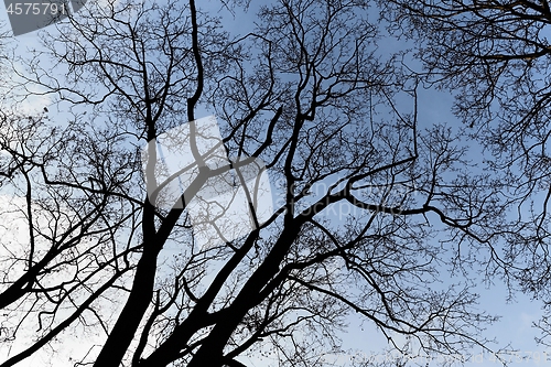 Image of Bare tree branches