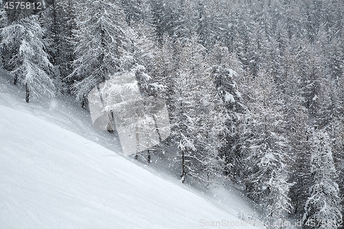 Image of Winter forest ski slope dense snowfall