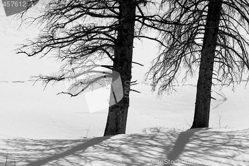 Image of Two Trees in the Snow