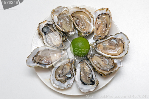 Image of Oysters Plate