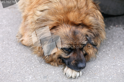 Image of Stray Dog