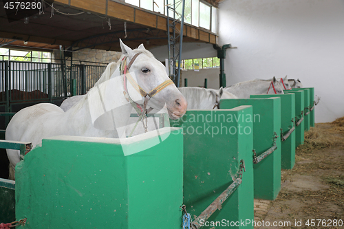 Image of White Horses