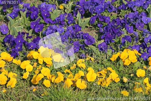 Image of Purple Yellow Flowers