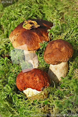 Image of Ceps in a moss