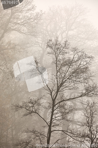 Image of Treees in fog fallen leaves, bare branches