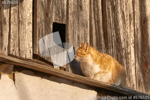 Image of Cat on an old house