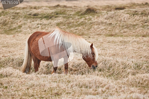Image of Icelandic horse grazing