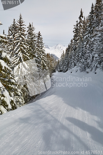 Image of Skiing slopes between snowy trees