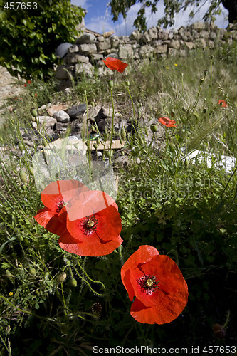 Image of wild poppy flowers in spring