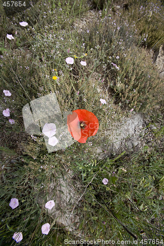 Image of wild poppy flowers in spring