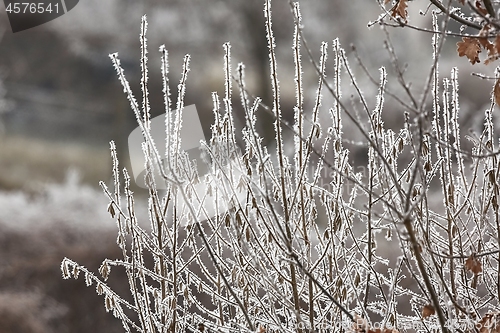 Image of Icy Frosted Branches