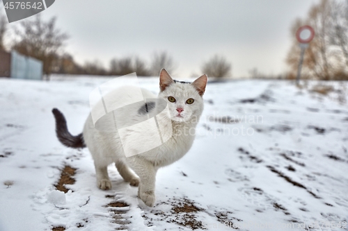 Image of Cat in winter snow