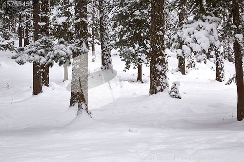 Image of Winter Snowy Landscape