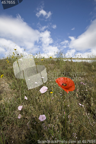 Image of wild poppy flowers in spring