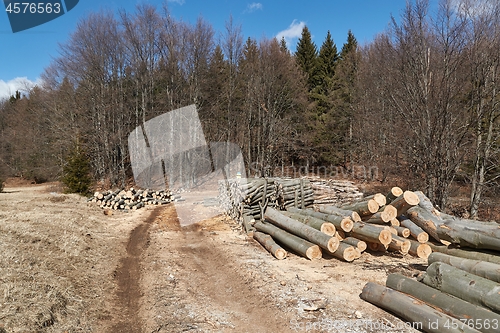 Image of Log wood piles in a forest