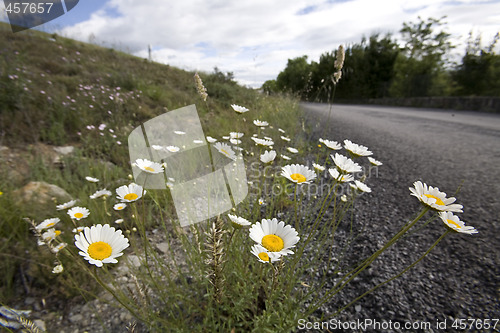 Image of wild spring flowers by a roadside