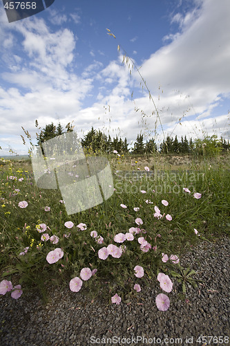 Image of wild spring flowers by a roadside