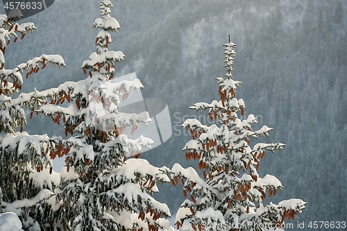 Image of Winter Landscape with Trees, Falling Snow