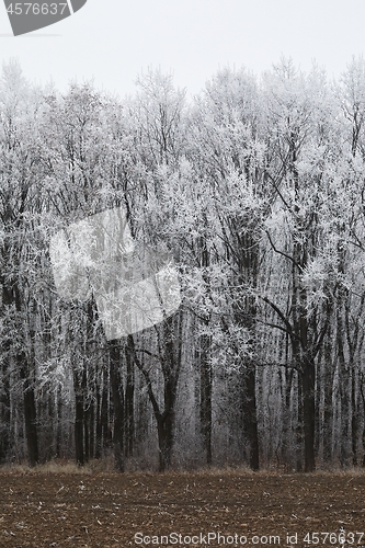 Image of Winter Forest Trees