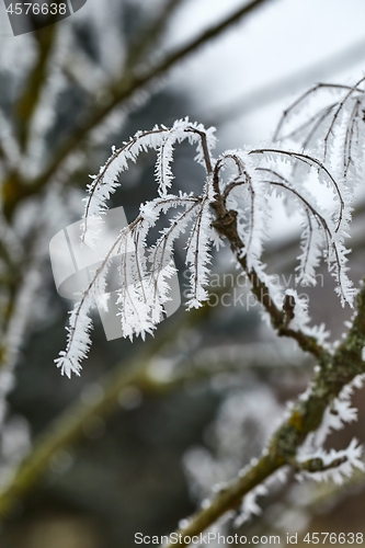 Image of Icy Frosted Branches