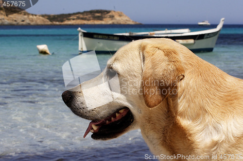 Image of Labrador dog with traditional Corsican fishing boat 