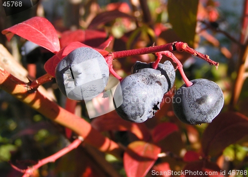 Image of blueberries