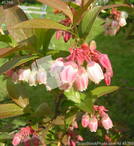 Image of blueberry flowers