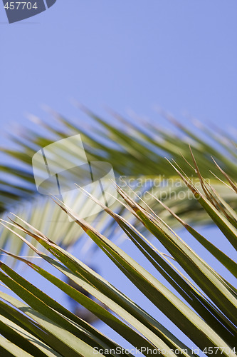 Image of palm leaf