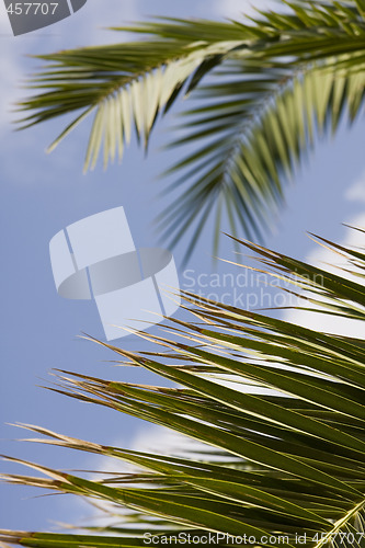 Image of palm leaf