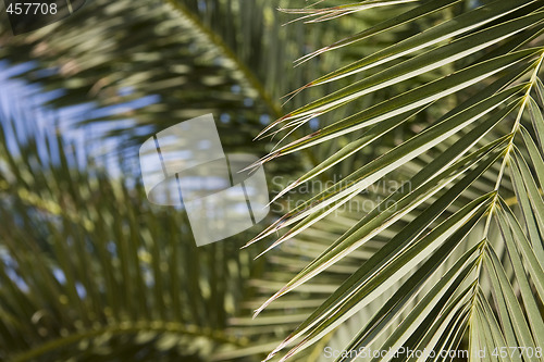 Image of palm leaf