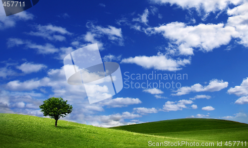 Image of Lonely tree on green filed