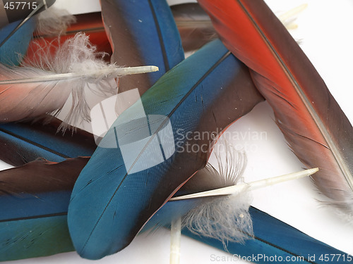 Image of Loose Macaw Feathers