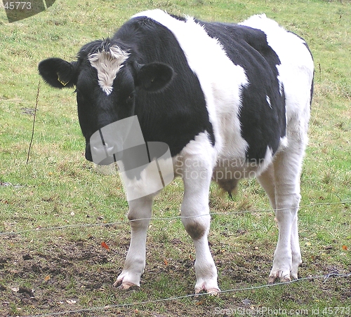 Image of calve