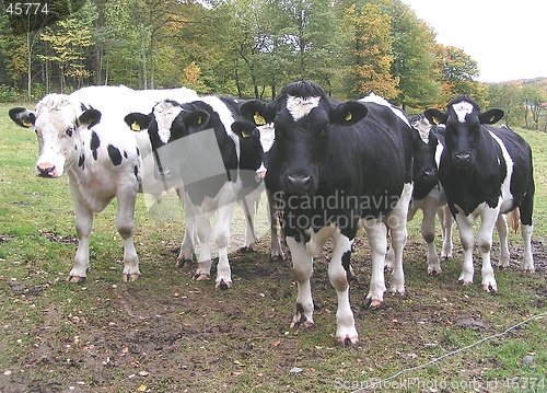 Image of calves