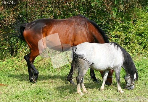 Image of Horses