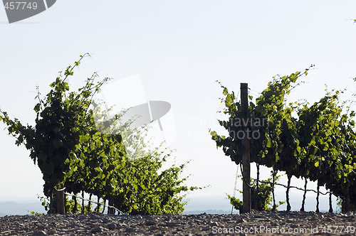 Image of Vineyard rows