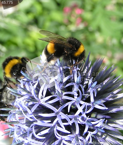 Image of bumble bee