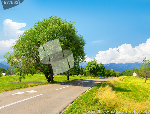 Image of Tree near the road