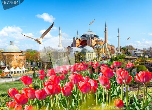 Image of Tulips and Hagia Sophia