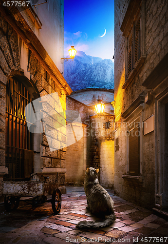 Image of Cat in Kotor