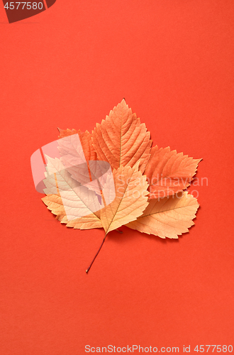 Image of Multicolored autumn leaves pattern on a coral background.