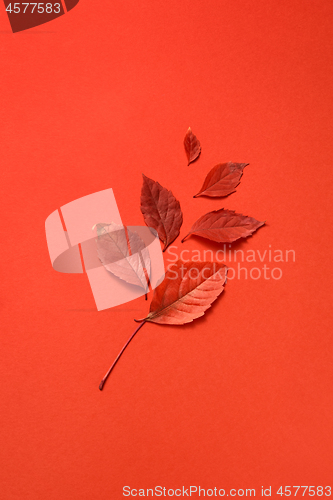 Image of Congratulation card with autumn leaf with soft shadows.