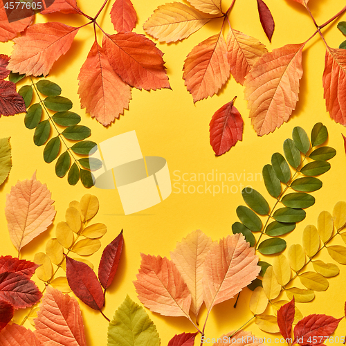 Image of Handmade colorful autumn leaves frame.