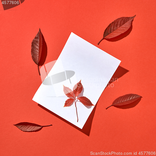 Image of Blank paper sheet with fall red colored leaves with hard shadows.