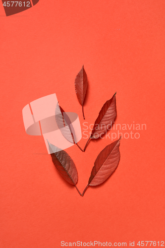 Image of Autumn red colored leaves on a coral background.